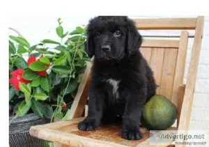 Chow Chow pUPPIES