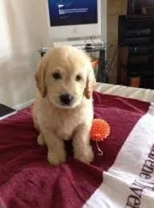 F1B ENGLISH GOLDEN DOODLES