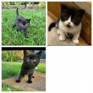 Pure Bred British Short Hair Kittens