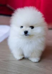 Healthy Home raised Pomeranian pups available.We have three AKC 