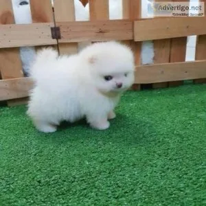 tunning dna clear Pomeranian puppies