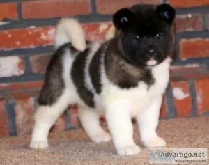 Akita puppies for sale and for adoption