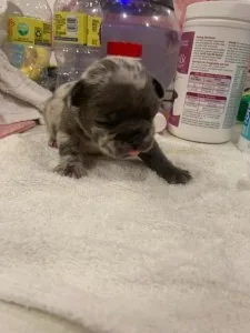 Frenchies 4 sale