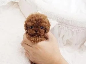 TOY POODLE PUPPIES
