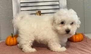 Female Maltese