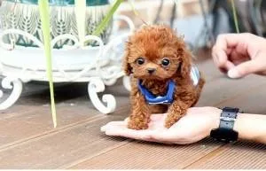 Lovely Toy Poodle Puppies Ready Now