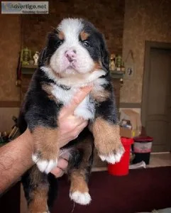 Boys and Girls Bernese mountain dog puppies