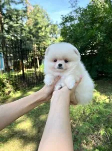 Amazing White pomeranians