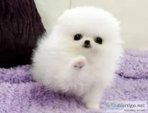 Registered Teacup Pomeranian Puppies for Adoption