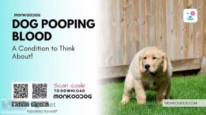 Dog Pooping Blood A Condition to Think About