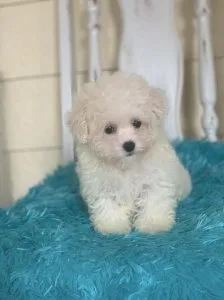 Male Maltese