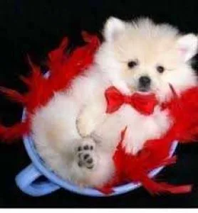 Pure breed Pomeranian puppies are looking for new homes