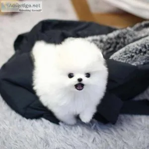 Pomeranian puppies male and female Available For Adoption