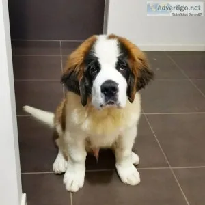 Adorable Saint Bernard puppies ready
