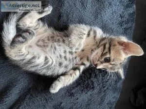 06 SUPER TICA REGISTERED BENGAL KITTENS FOR ADOPTION NOW