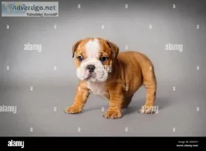 Akc Registered English Bulldog pups