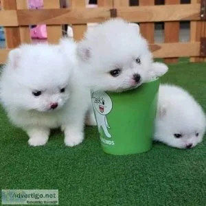 Beautiful Pomeranian puppies