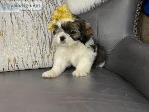 shih tzu females
