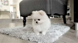 Our gorgeous Pomeranian puppy is looking for forever loving home