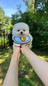 Sweet Little Pomeranian Puppies To Give Out.