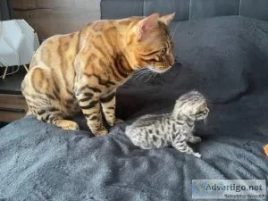 055 SUPER TICA REGISTERED BENGAL KITTENS FOR ADOPTION NOW