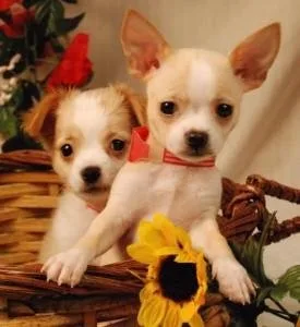 Tan and Brown Chihuahua Puppies