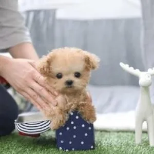 Toy Poodle Puppy 400.00