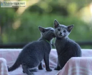 Blue Cute Russian Blue Kittens Ready Now