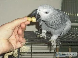 African Grey Parrots For Adoption