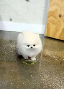 POMERANIAN for adoption