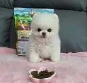 We have beautiful male and female Pomeranian pups
