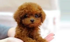 Very smart and intelligent Poodle puppy