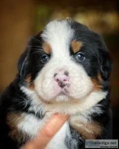Bernese mountain dog pups for sale