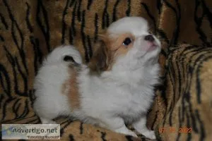 SMALL 34 JAPANESE CHIN MIX FOR SALE