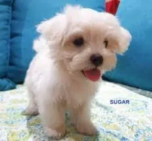 Teddybear Face Tiny Maltese puppies  top bloodline