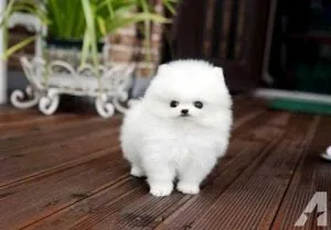 Cute and lovely 12 weeks old male and female Pomeranian Puppies 