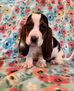 AKC Basset Hound Puppies