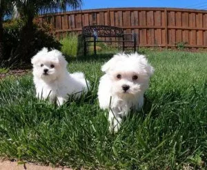 Ice White Maltese Puppies