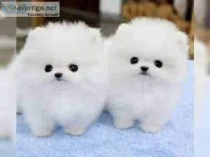 Pomeranian puppies both girls and boys ready