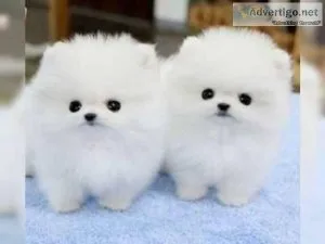 We have three AKC registered Pomeranian puppies that need new ho