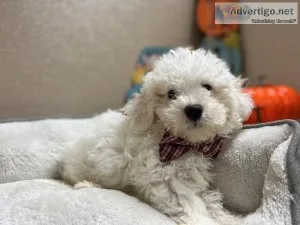 Adorable Purebred Bichon Frise Puppies