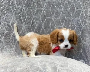 Cute King Charles Pups Available