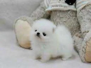 Hypoallergenic Yorkie Chihuahua Puppies pomeranian
