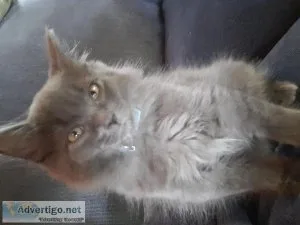 Male kitten Russian blue-main coon mix