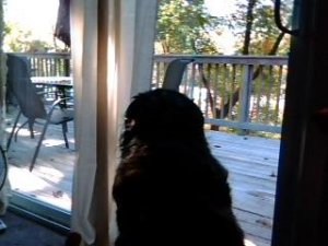 Looking For Room RentHouseshare