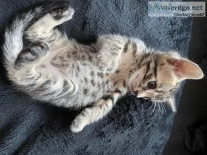 NICC TICA REGISTERED BENGAL KITTENS FOR ADOPTION NOW