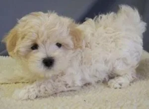 Adorable Maltipoo Puppies
