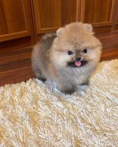 Two Pomeranian puppies ready now one cream and one sable really 