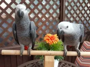 A Pair of Talking African Grey Parrots.