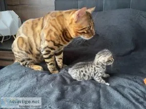053 SUPER TICA REGISTERED BENGAL KITTENS FOR ADOPTION NOW
